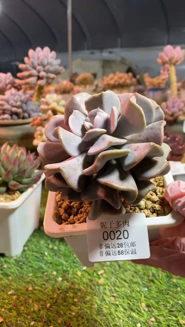 【闪购商品】0020a