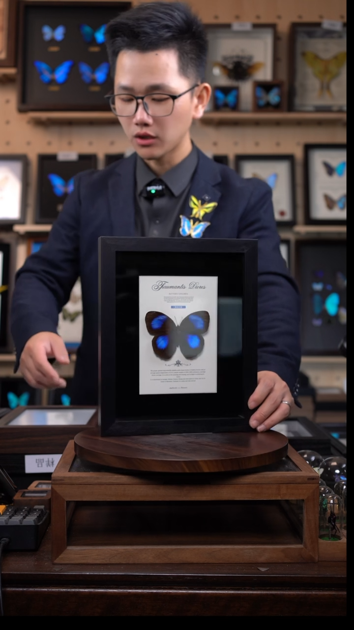 紫斑环蝶设计款黑框10寸