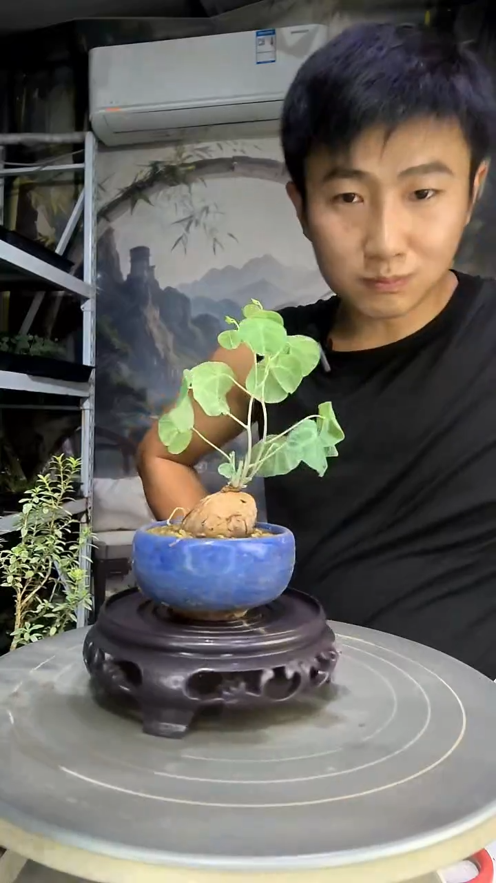 天**雪中青园艺一物一拍299