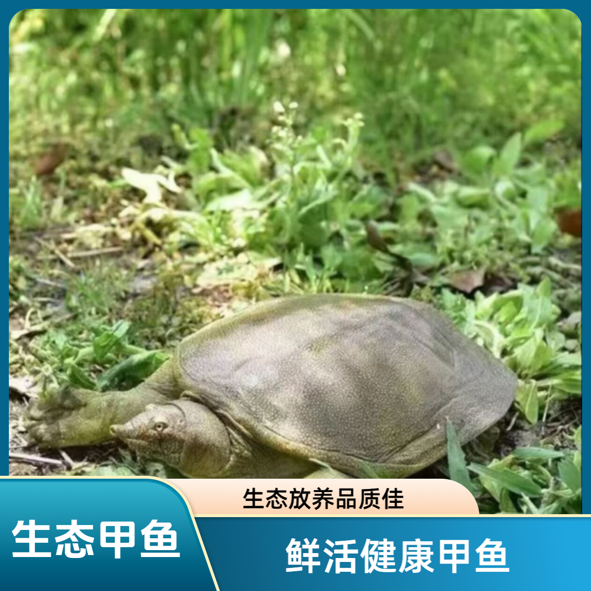 鲜活甲鱼三只不低于6斤生猛老鳖黑青花顺丰包邮到家