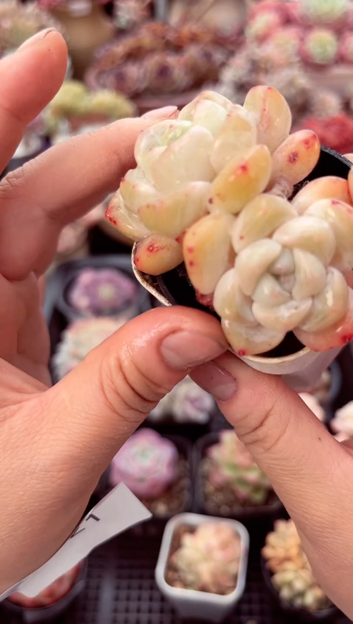 【闪购商品】7521双头厚梦多肉