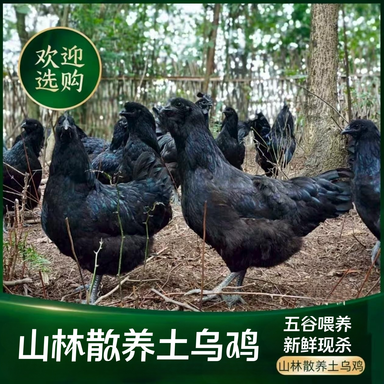 【老兵】农家放养土鸡乌骨乌皮鸡 2只净重4-4.5斤 顺丰冷链包邮