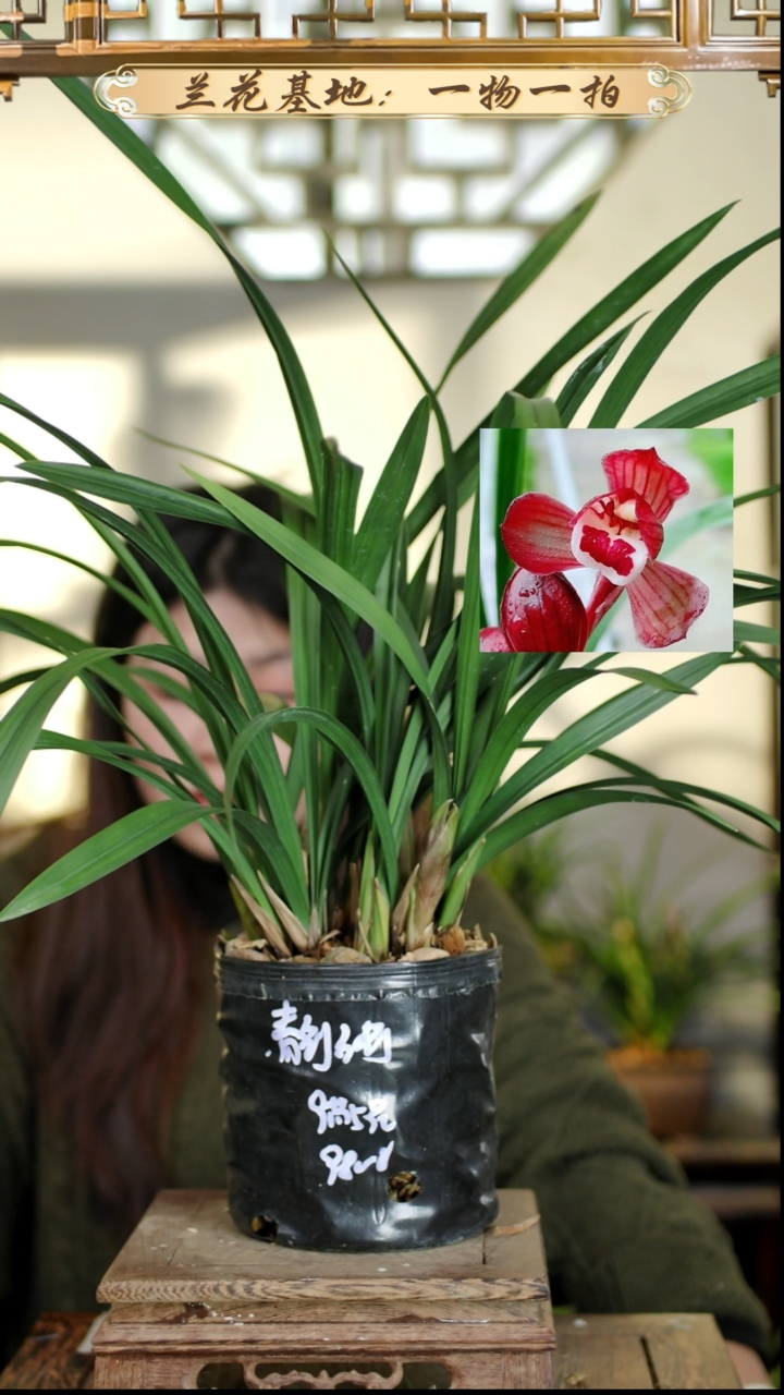 完全开放西蜀道光6苗5花苞