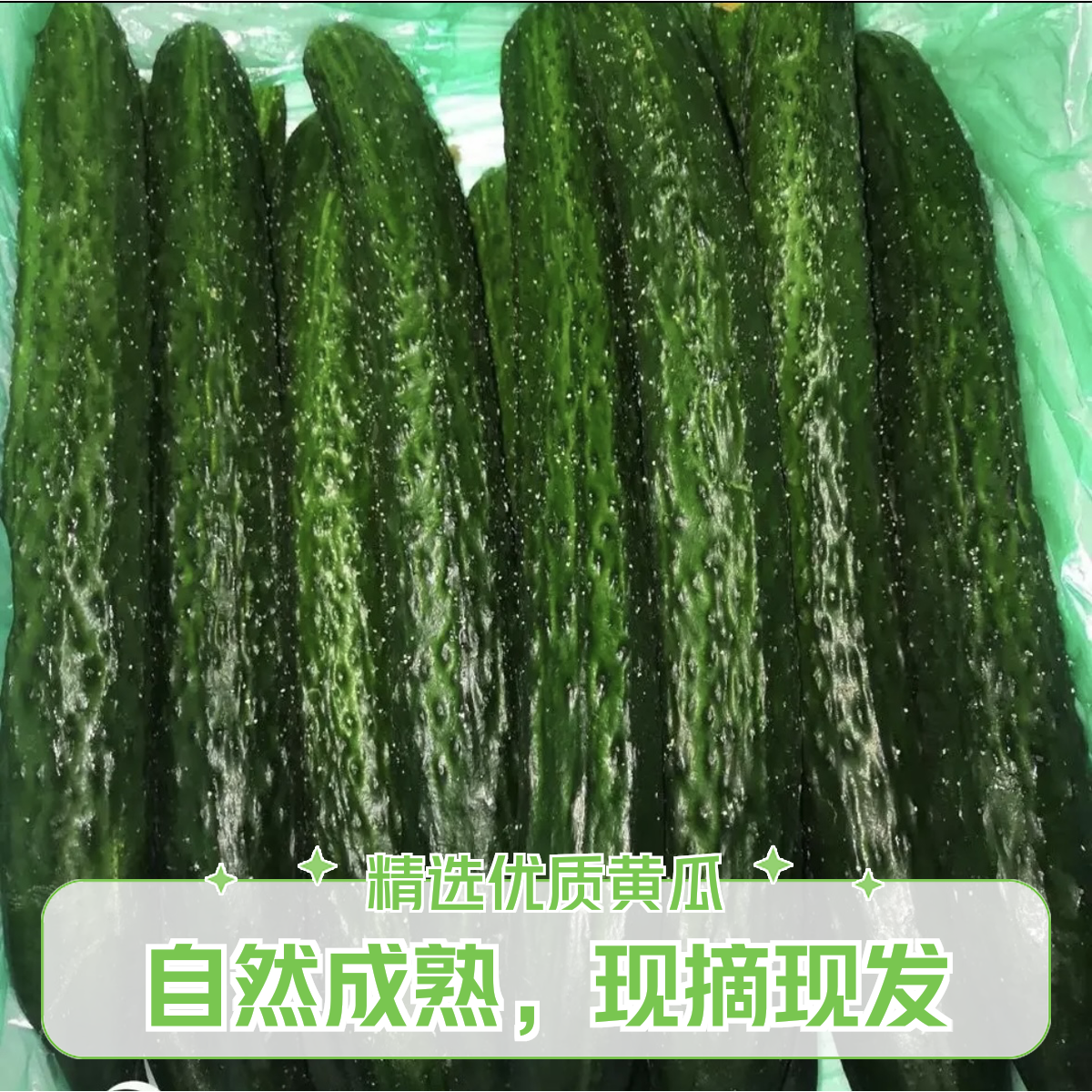 【新号福利现摘现发】头茬新鲜黄瓜农家种植老品种黄瓜3/5斤当季
