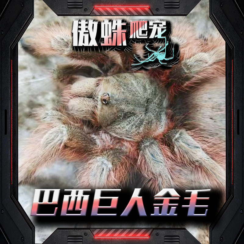 傲蛛-巴西巨人金毛入门级巨型宠物蜘蛛大型好养地栖类毛多旺盛