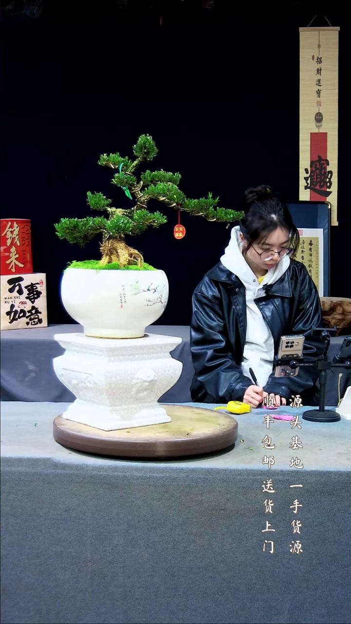 【闪购商品】雀舌黄杨盆景雀舌黄杨盆景