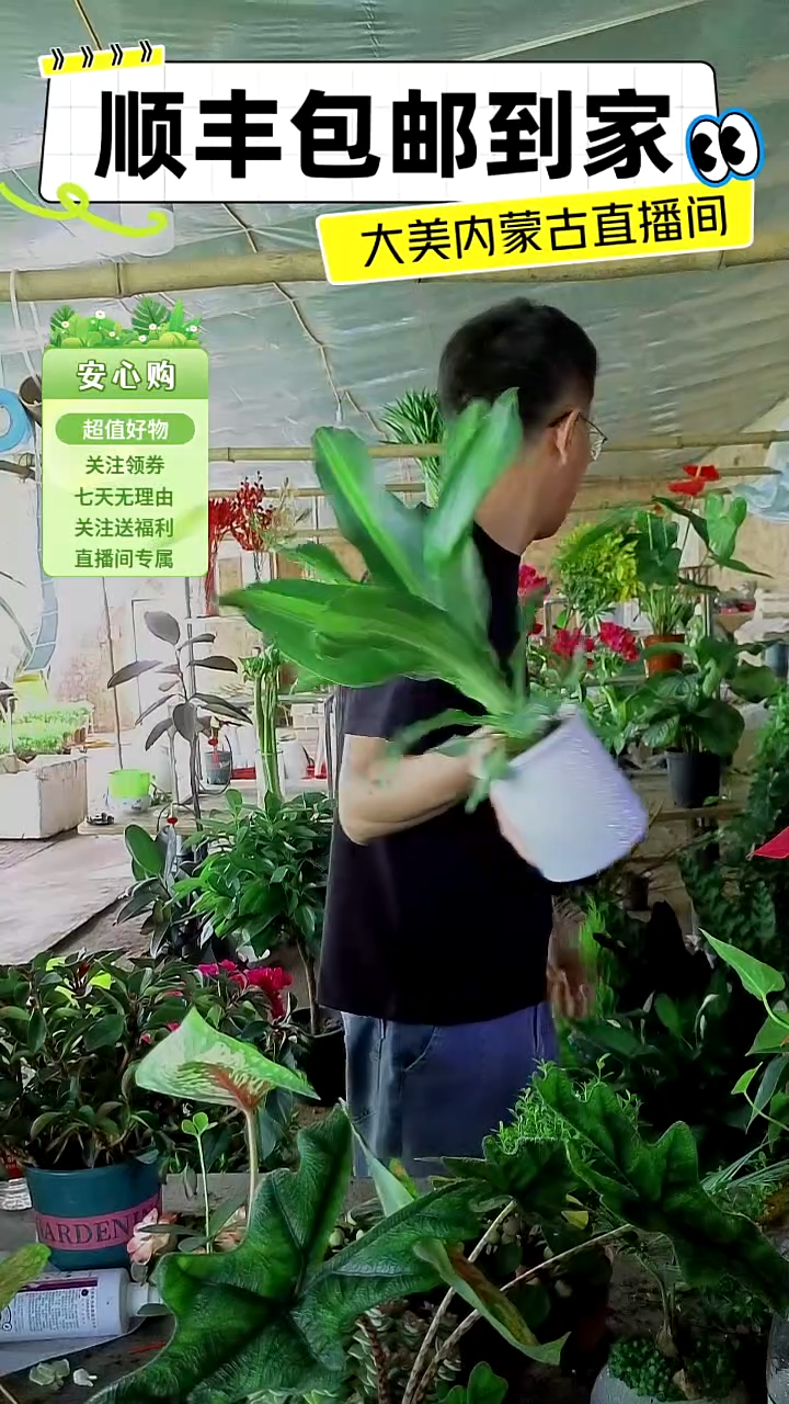 完全开放水培巴西铁