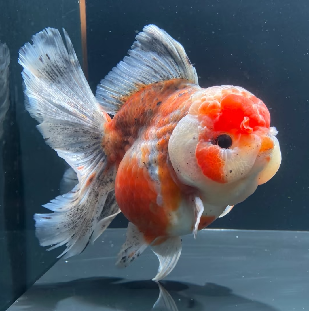 超萌泰狮金鱼活体冷水观赏鱼好养耐活招财
