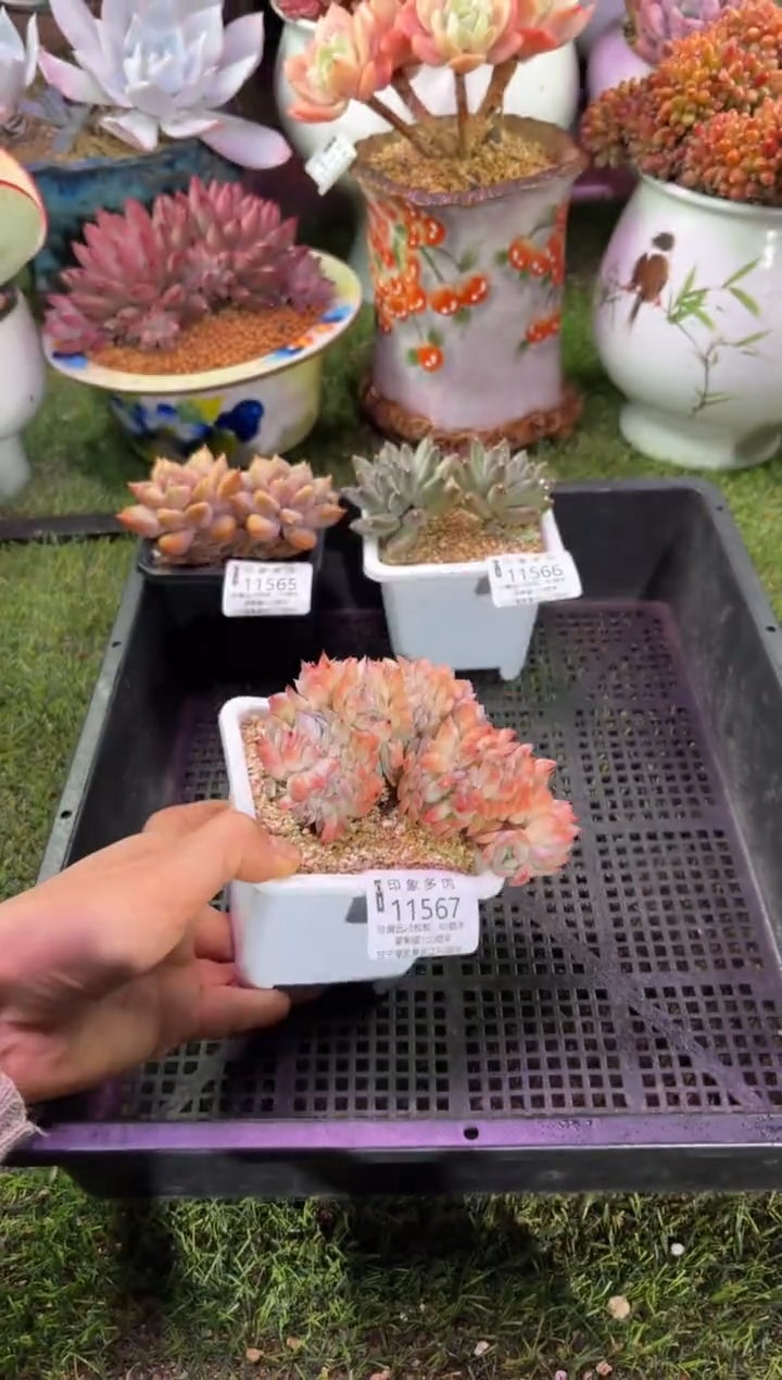 【闪购商品】11567