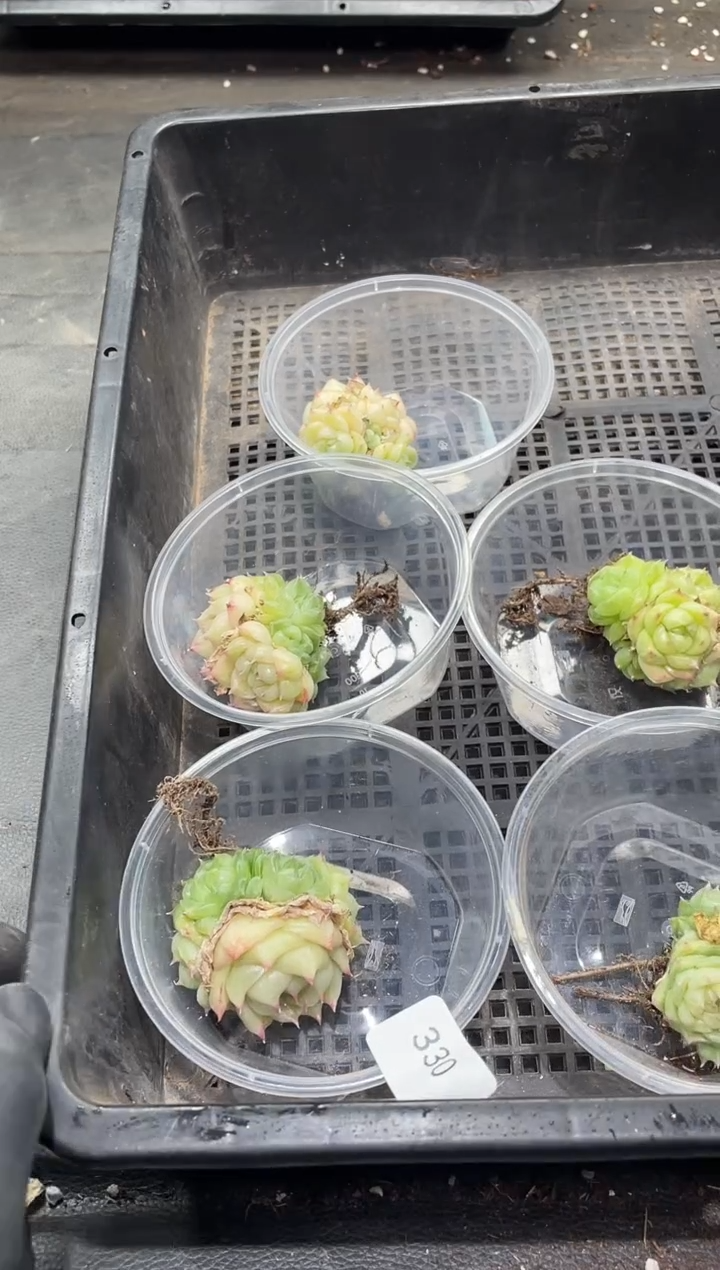 330白银祭司大群      量拍