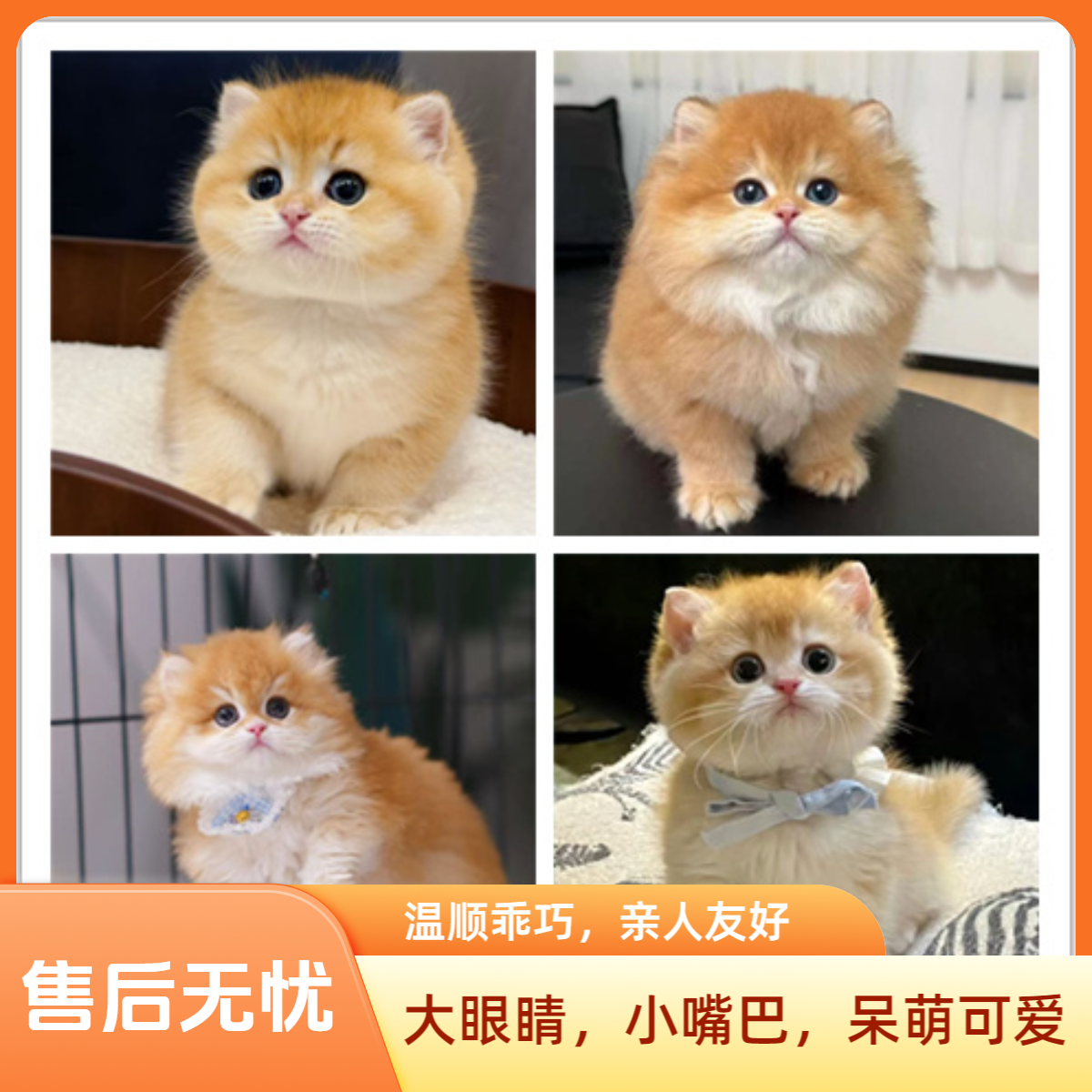 熊版ny12金渐层拿破仑曼基康高地英短