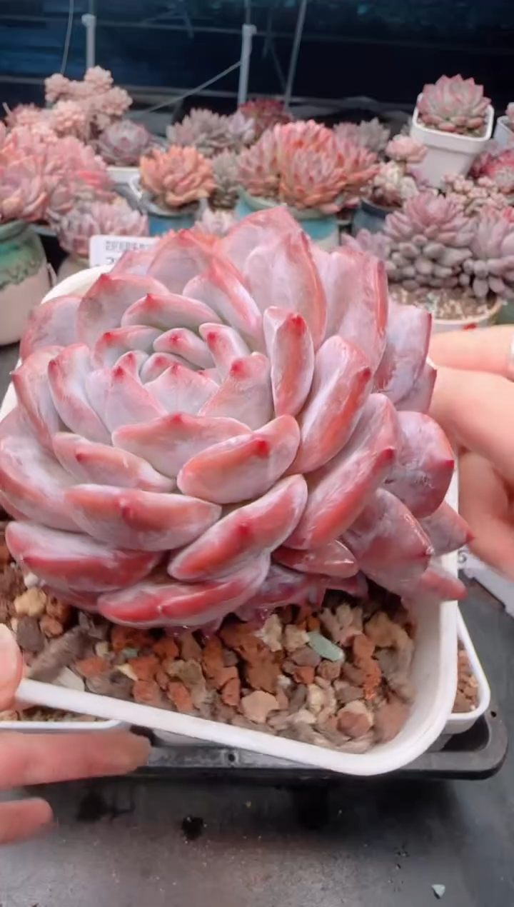 【闪购商品】2991.