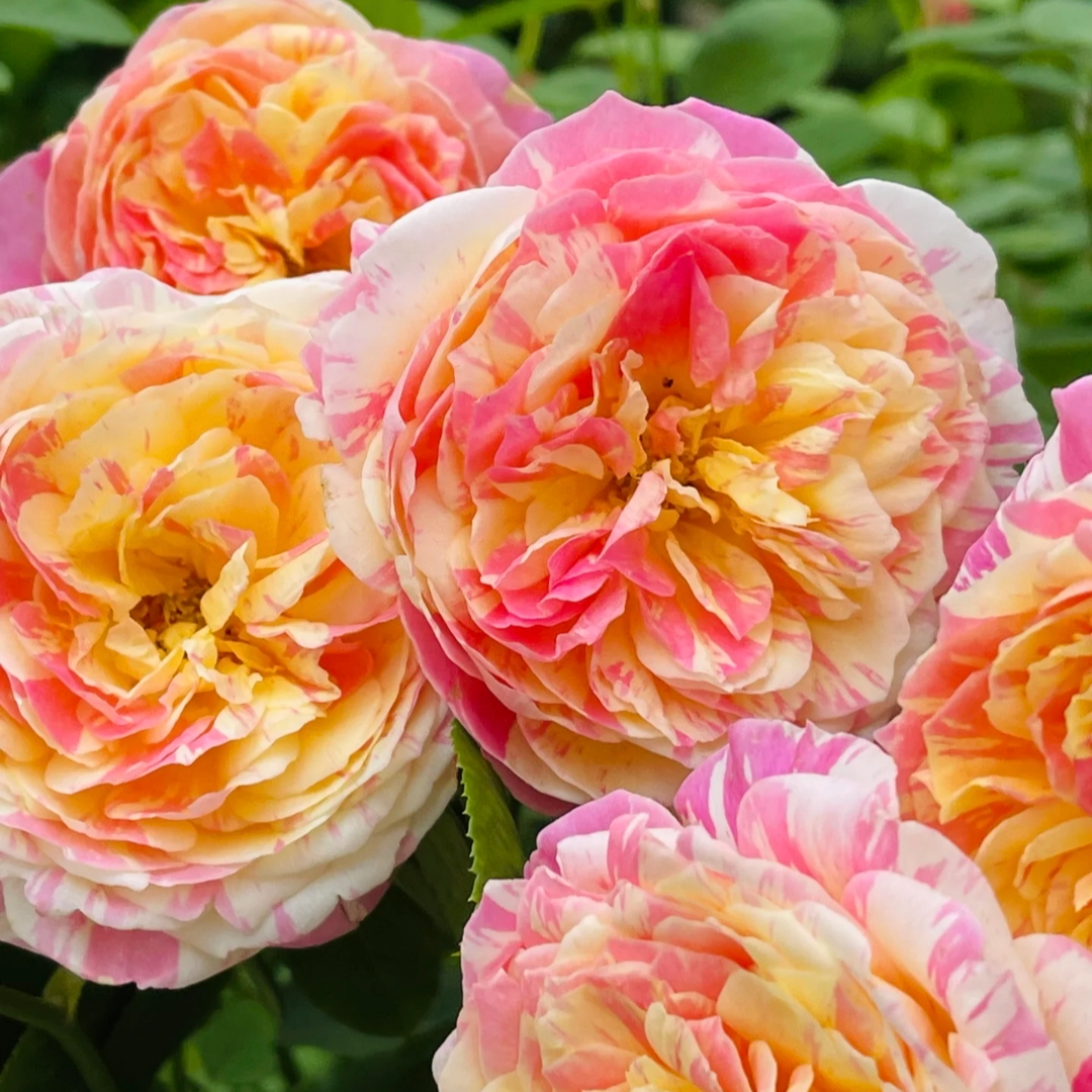 莫奈1.5加仑成都露天蛋糕月季独杆独颗扦插原盆原土盆修剪发货