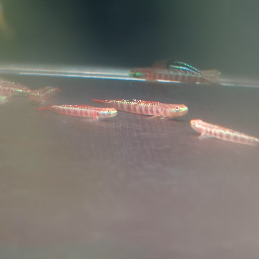 西西小鱼 浅红枝桠虾虎 小鱼观赏鱼小型饲养混养热带水族