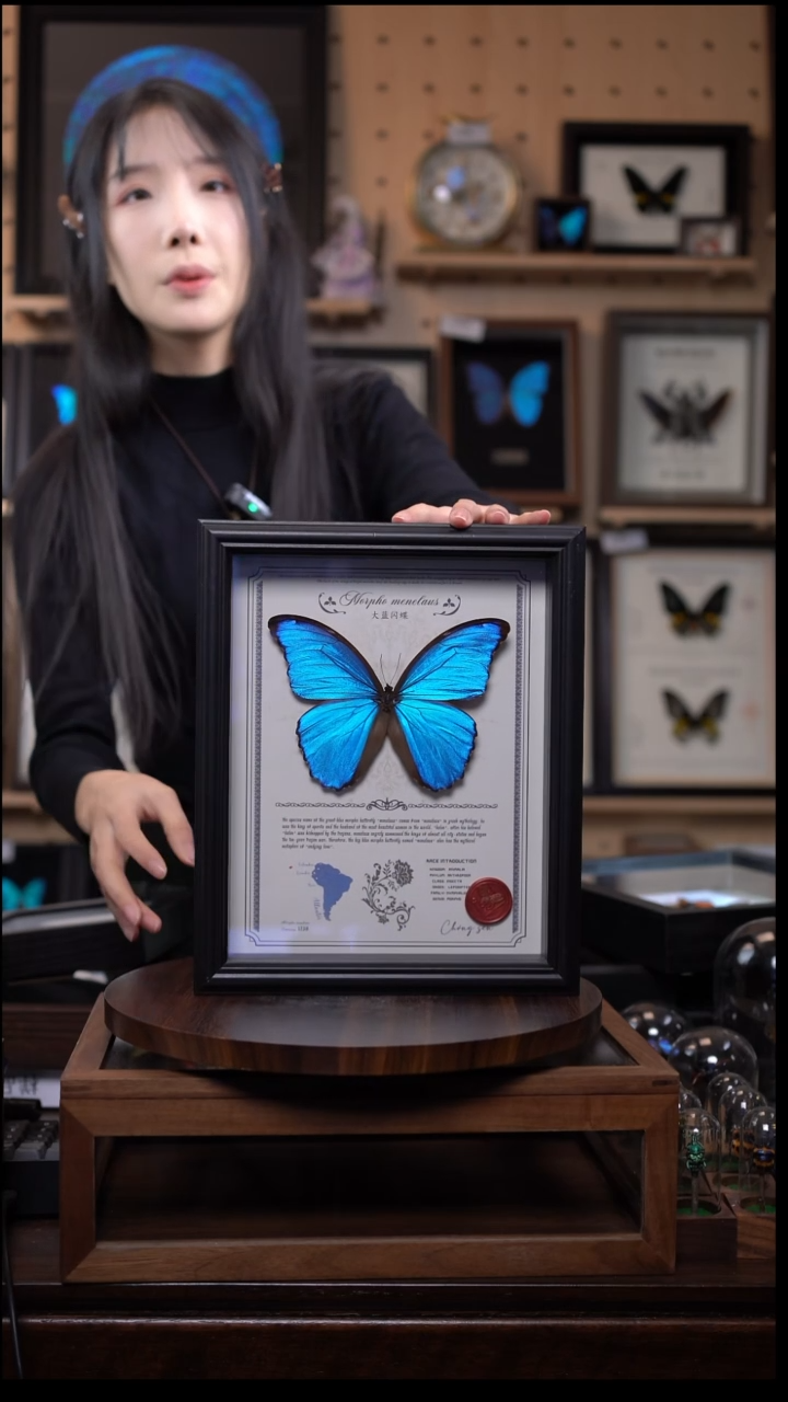 大蓝闪蝶豪华版10寸欧式框（带证书）