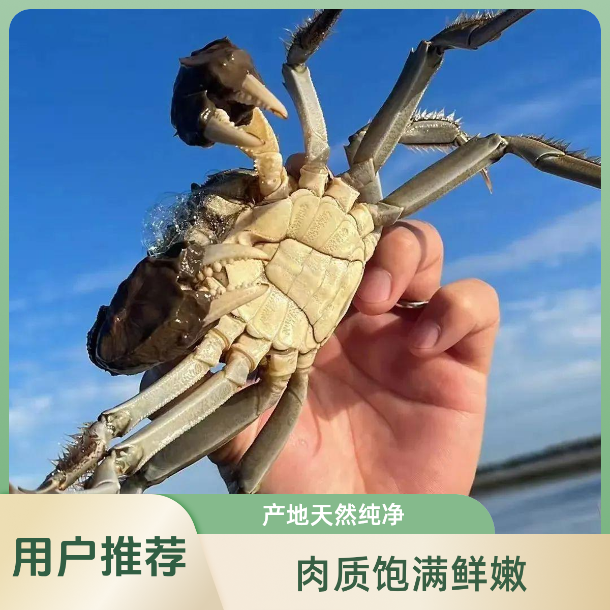 【盘锦河蟹】公蟹（规格）2.5两-3两  3斤装 沈阳同城小时达