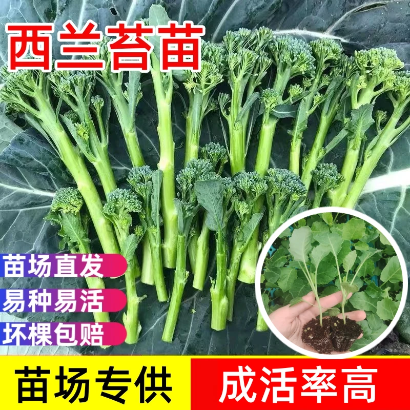 【西兰苔苗】耐寒耐热西兰苔苗易种好养活好吃好种