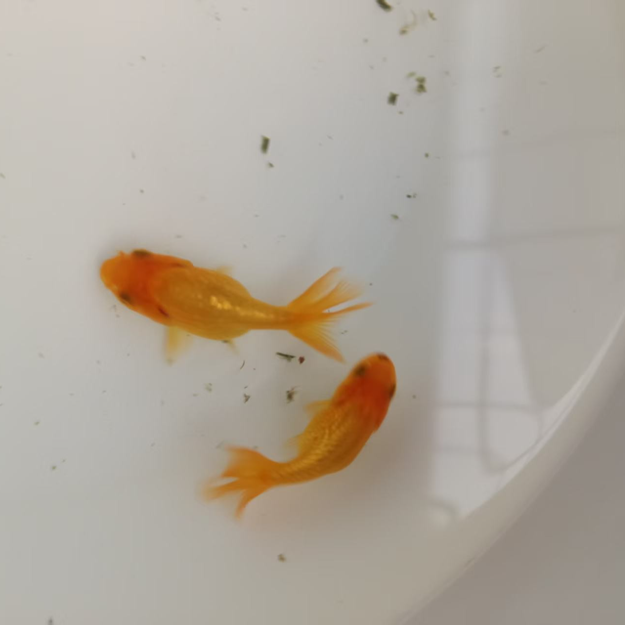 中国传统金鱼王子虎（当岁）