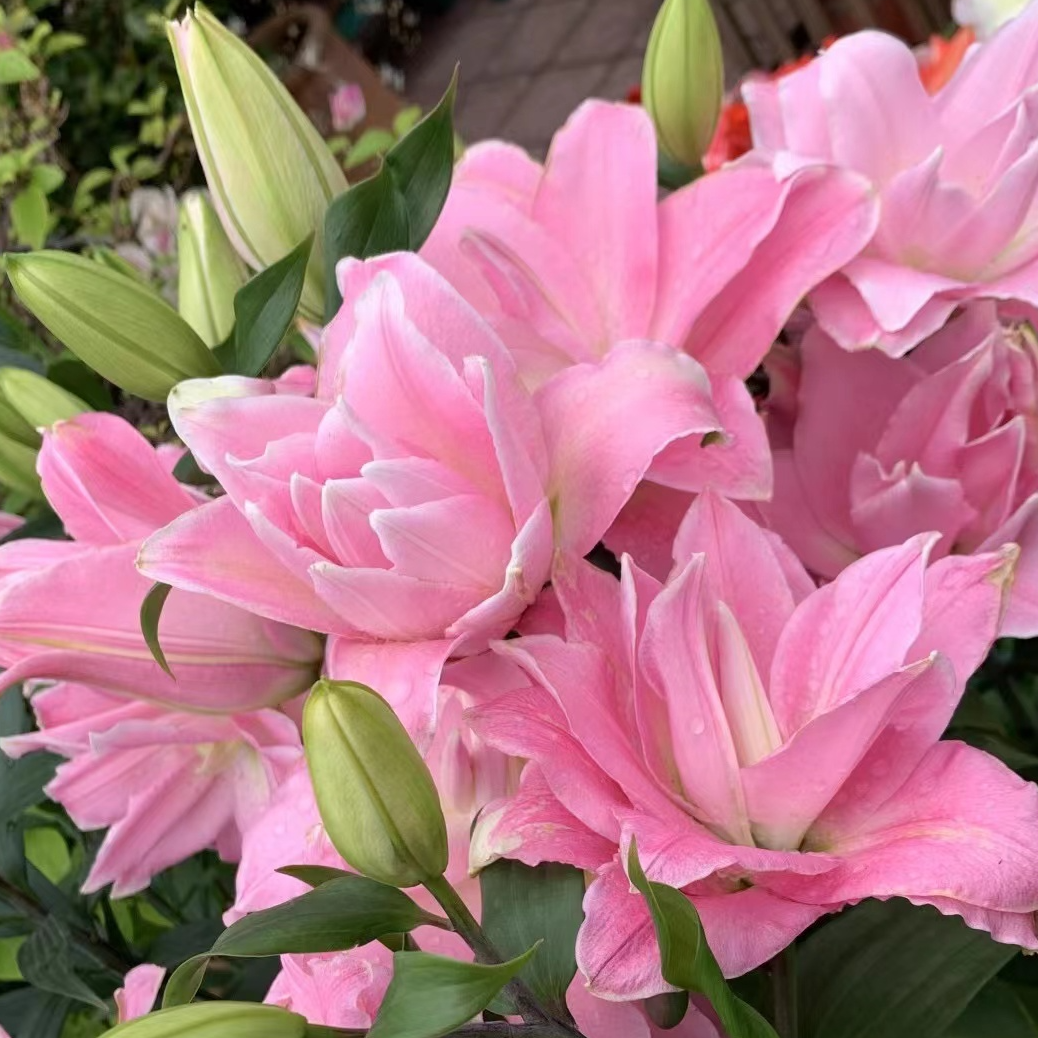 乔乔花屋 1球伊迪莎19/21东方系列重瓣百合球四季种 不带盆土现货