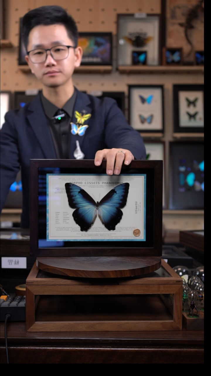 蝴蝶标本摆件竞拍月神闪蝶p亚d929