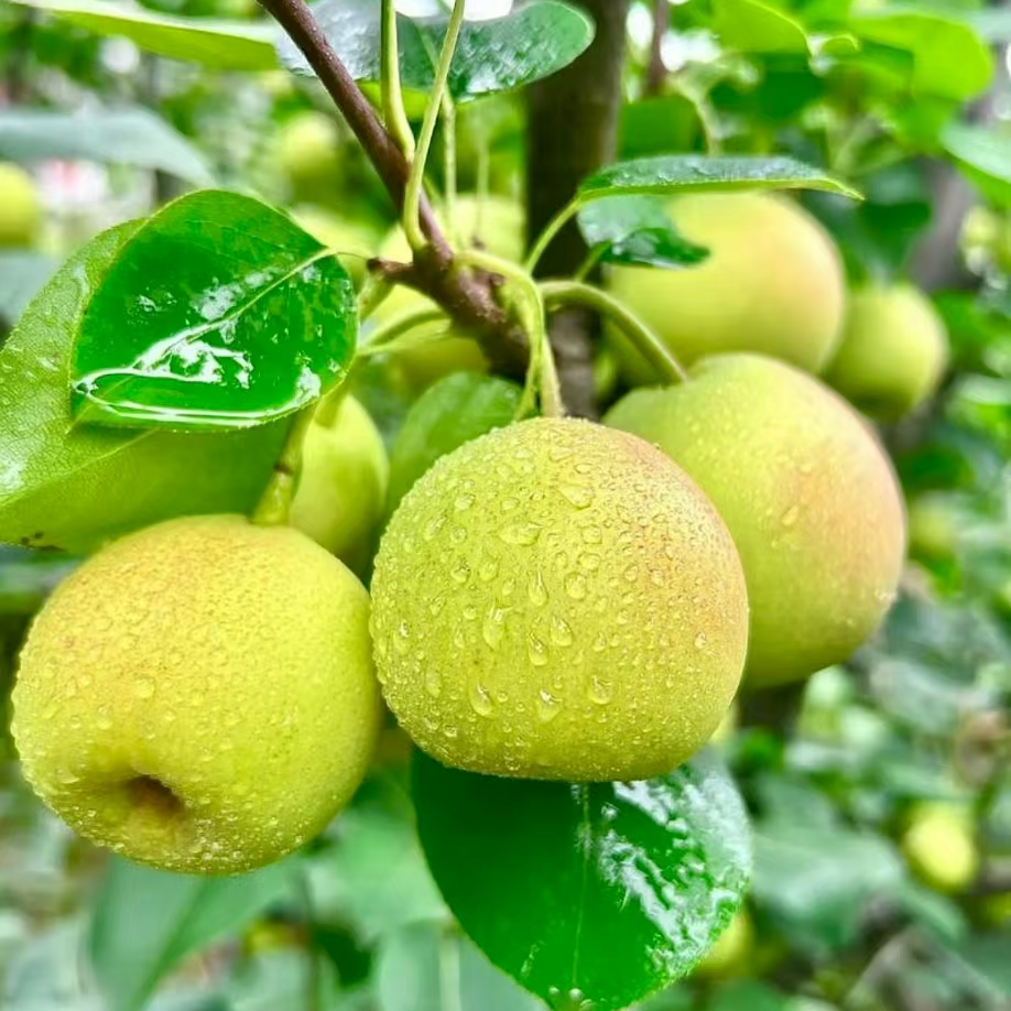 4斤【蜂糖梨】脆甜多汁，细腻爽脆，层次丰富（皮微微厚）云南省