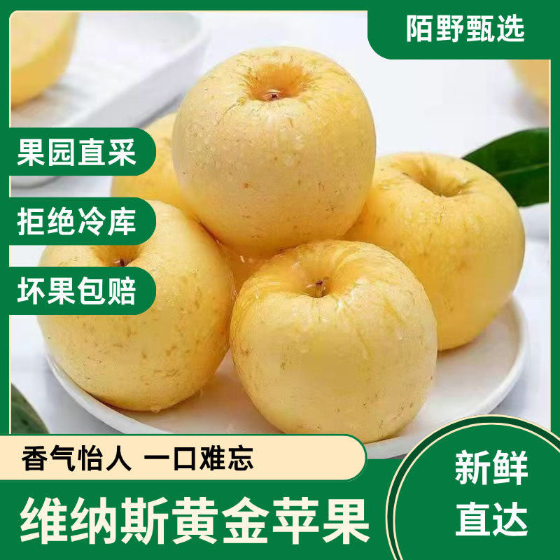 果园现摘山东维纳斯苹果脆甜多汁奶油果香冰糖心新鲜应季水果
