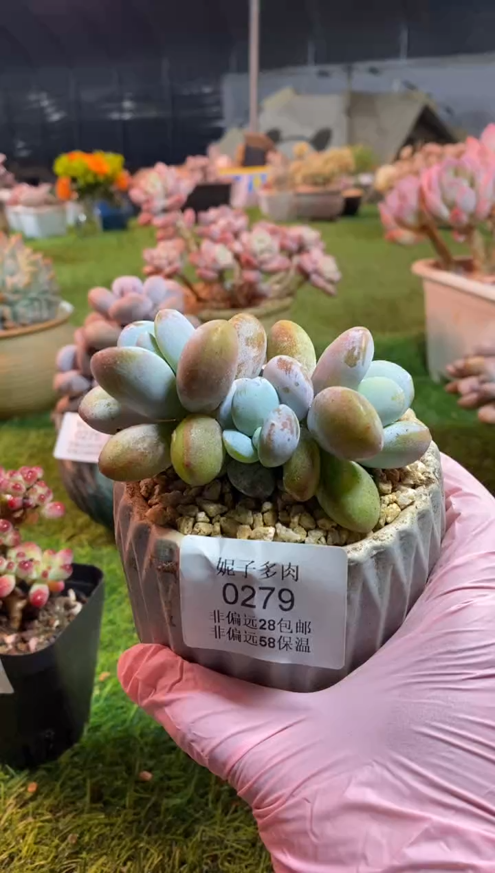 【闪购商品】0279a