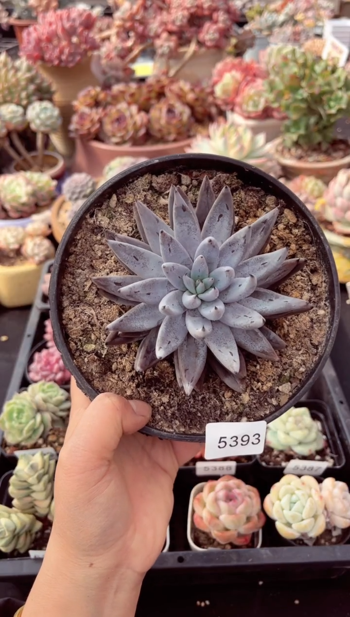 【闪购商品】5393单头魔爪多肉