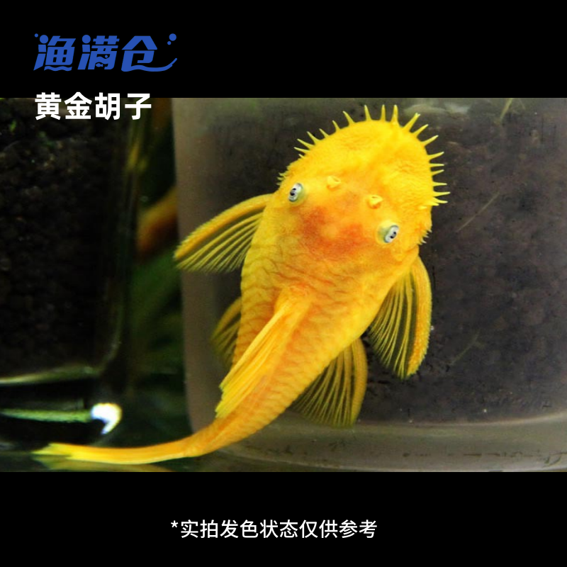 渔满仓小鱼 黄金胡子异形除藻清洁观赏鱼