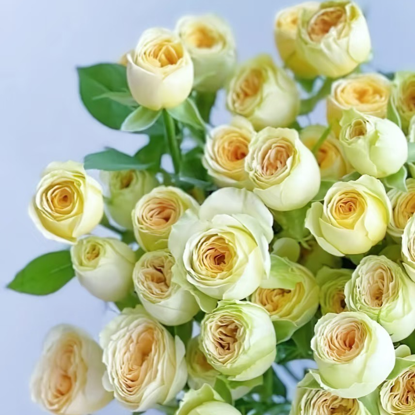 【牛油果多头泡泡】全场鲜花任意满两单升级顺丰/德邦+送保鲜剂