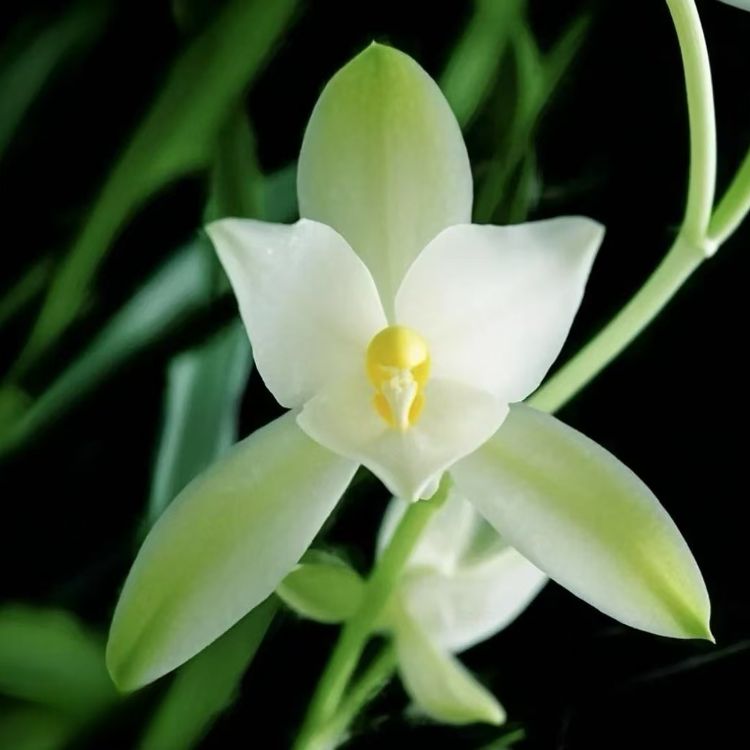 精品名贵兰花【国色天香3-5花剑】四季开花勤花好养盆栽绿植