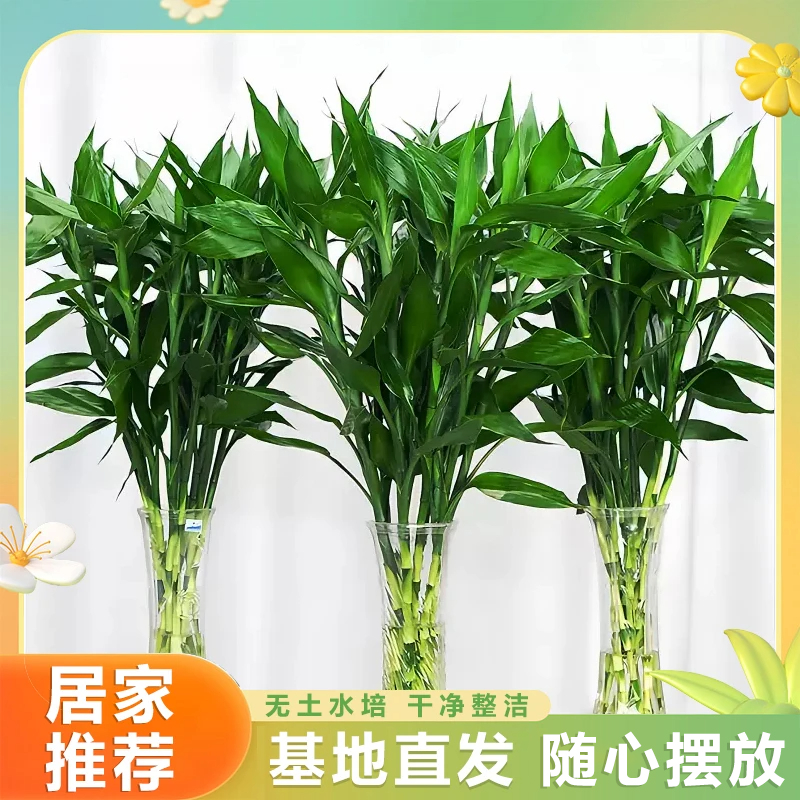 富贵竹小竹办公室居家水养客厅花卉绿植水培植物水养节节高易养活