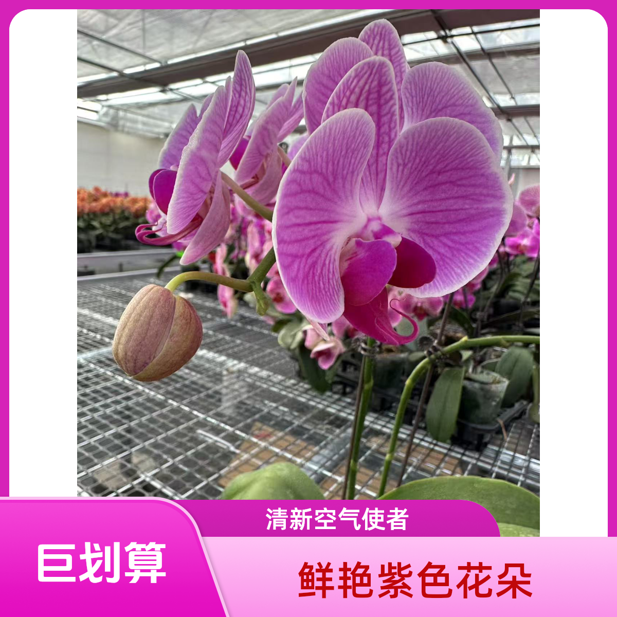 《安妮》蝴蝶兰粉色精美三 双花剑四季简单易养活花束