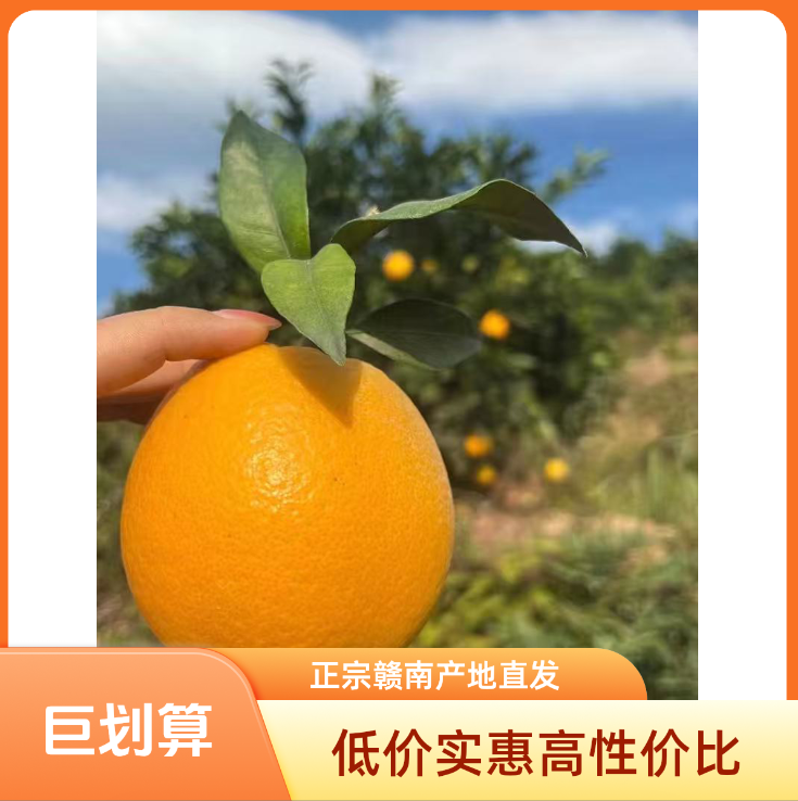【自家果园】正宗江西赣南脐橙新鲜水果产地直发十wdl
