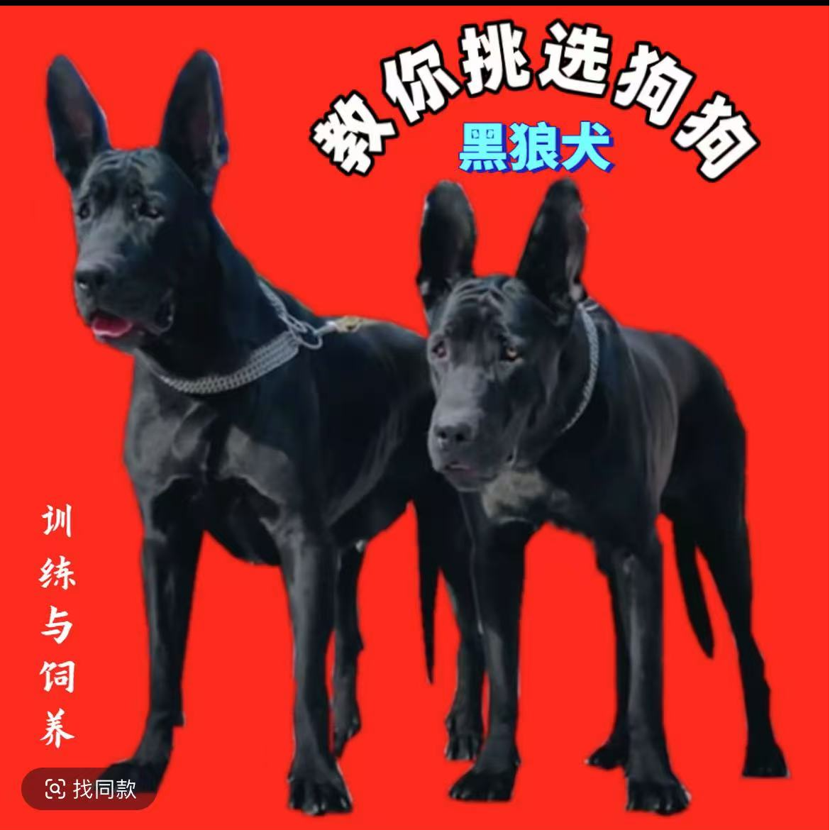 教你挑选狗狗  (黑狼犬）专属教程