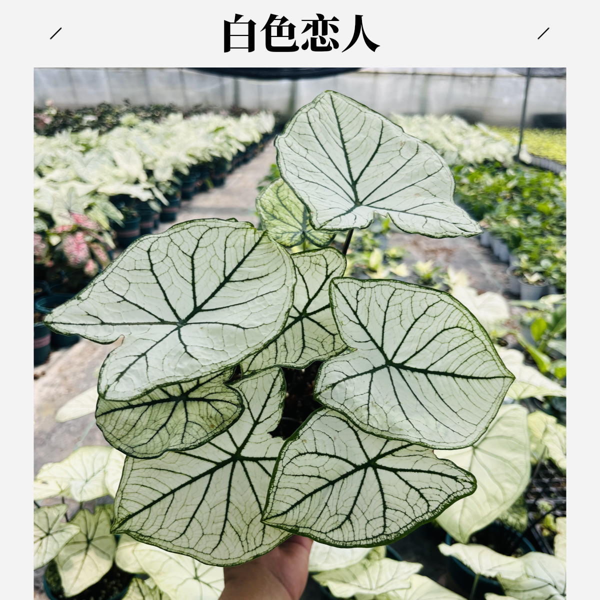 彩叶芋 白色恋人/光辉/夏日微风 散射光好养室内客厅阳台窗台露台