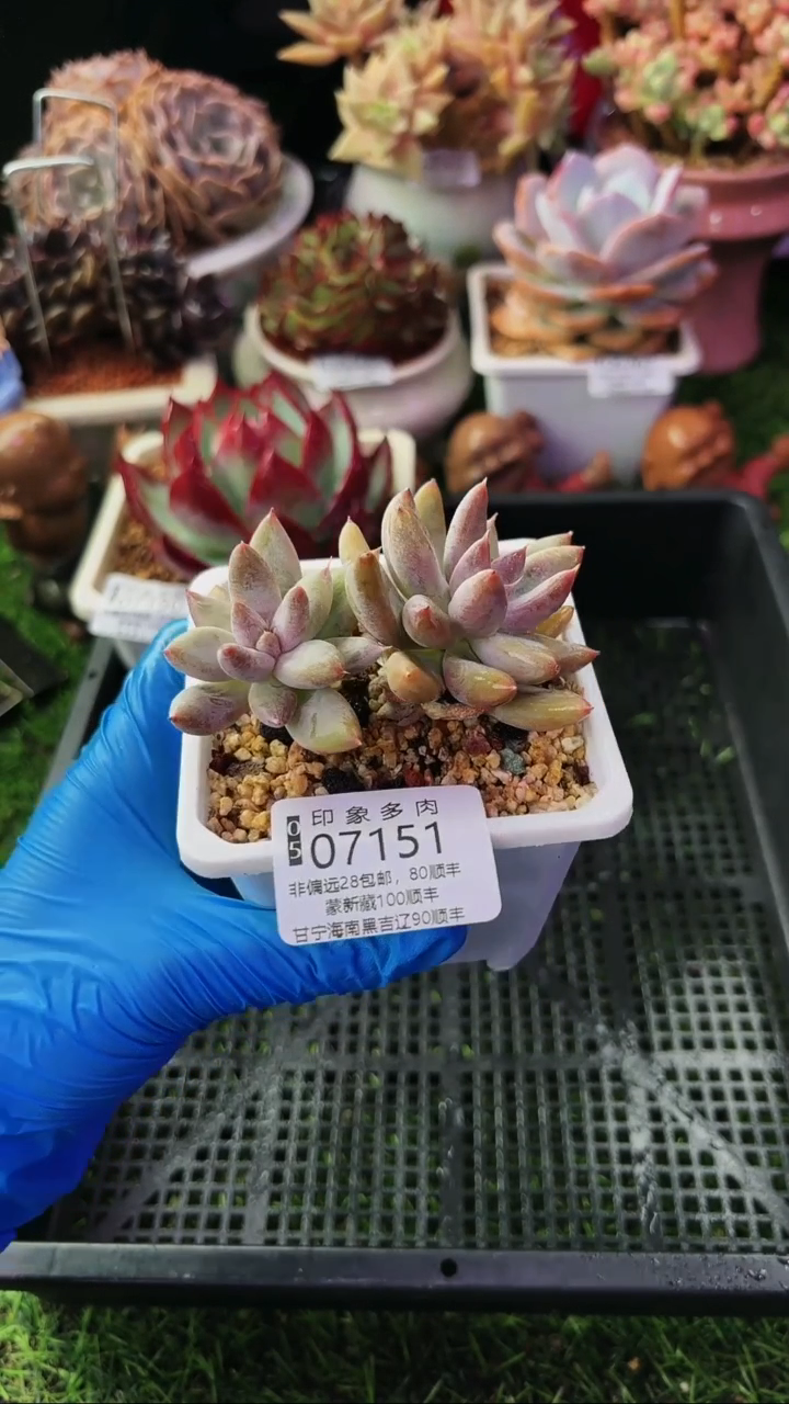 昆明印象多肉07151