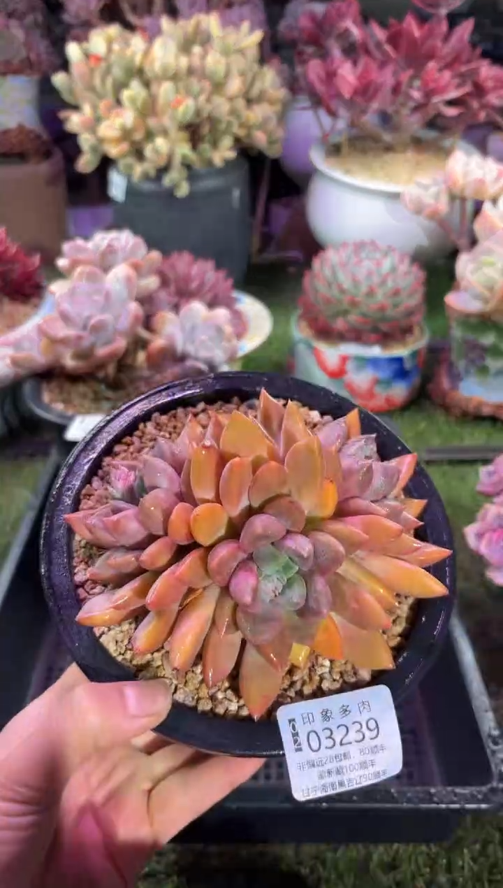 【闪购商品】03239