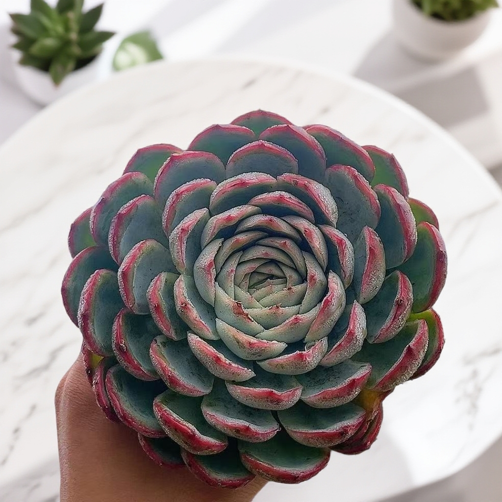 侧影 法兰西玫瑰 （带盆发） 多肉【满15包邮】 以直播间为准  