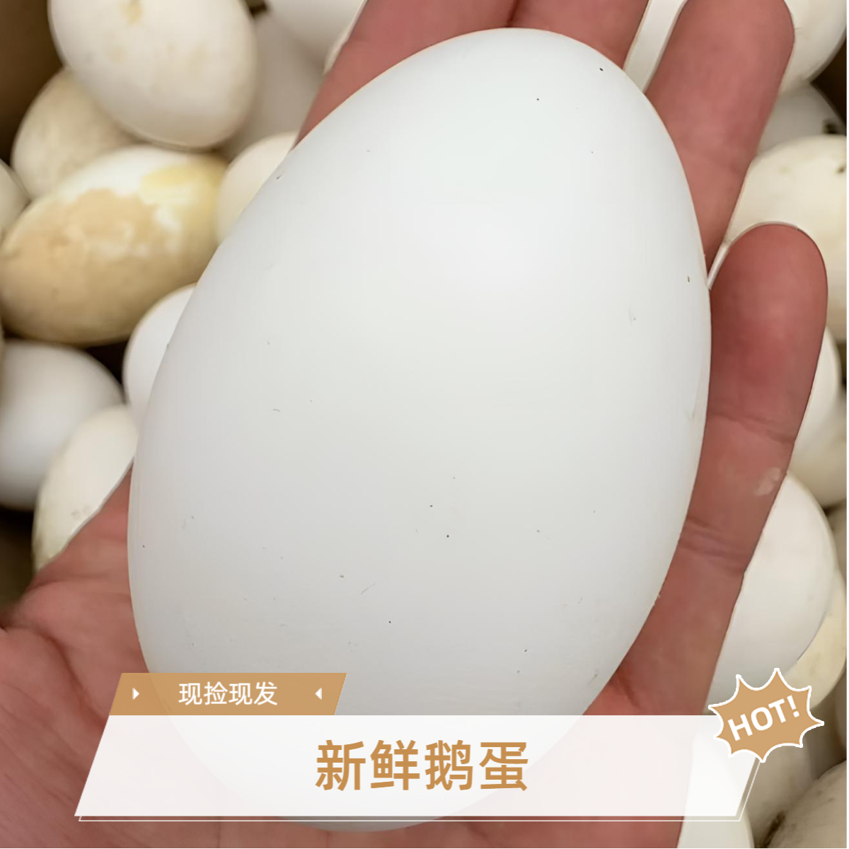 现捡现发新鲜散养鹅蛋新鲜生鹅蛋农家喂养孕妇蛋杂粮新鲜大鹅蛋