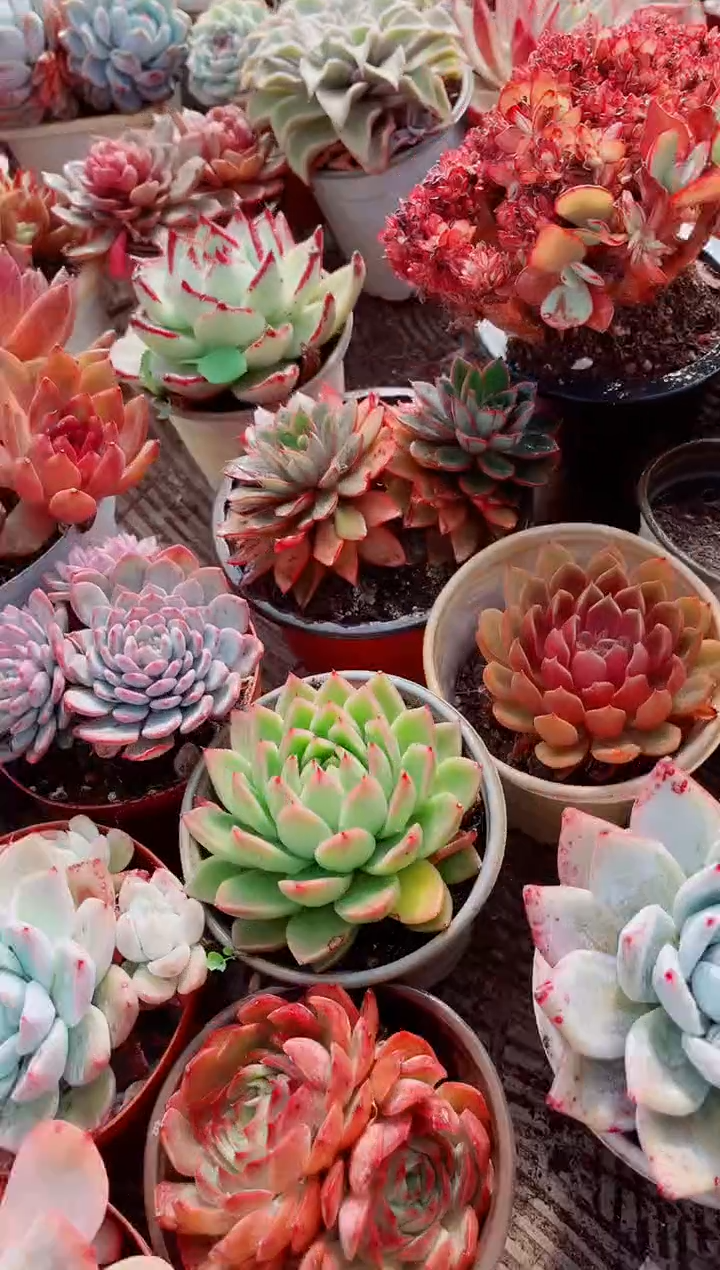 小*子跃跃精品多肉28142