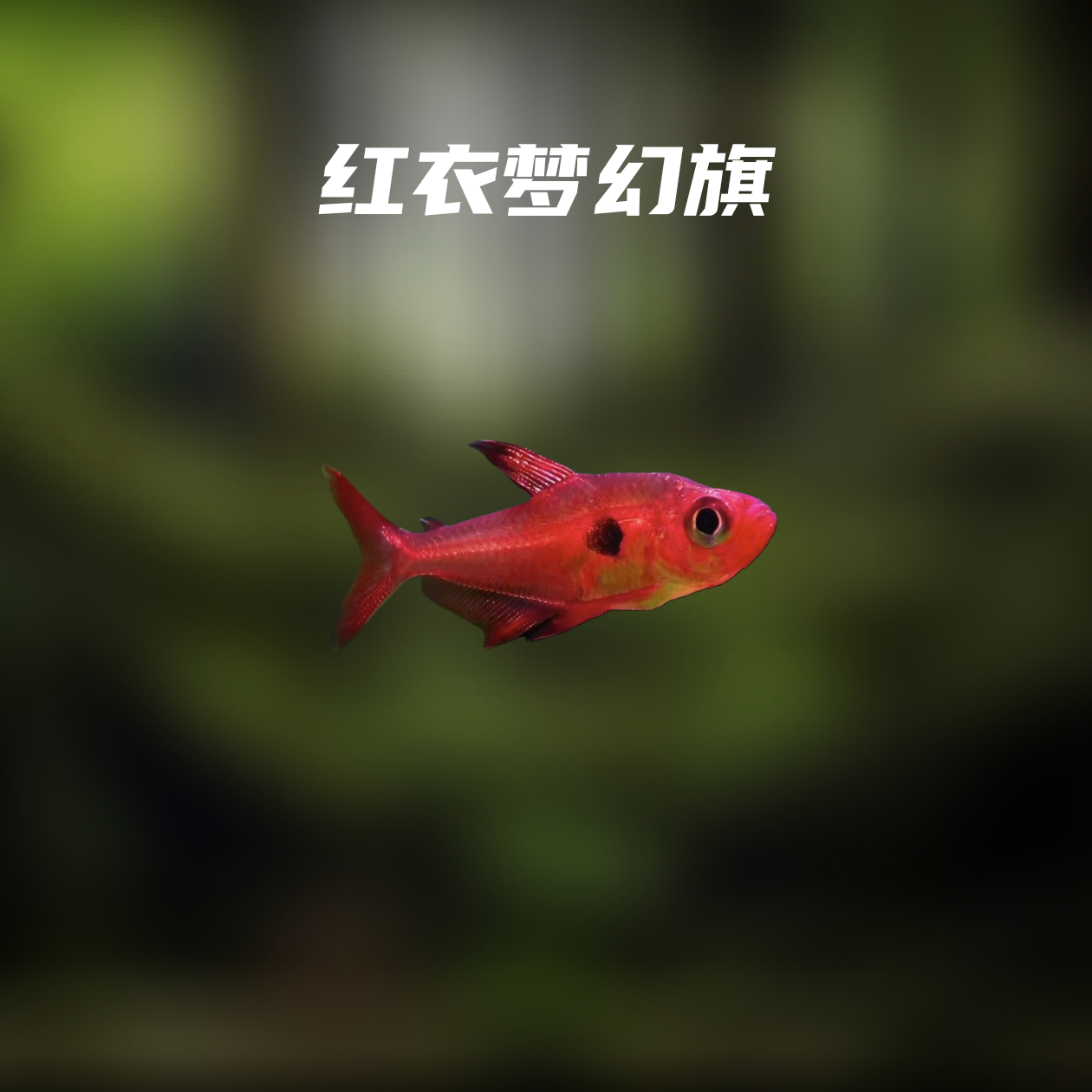 鱼漪水族 红衣梦幻旗