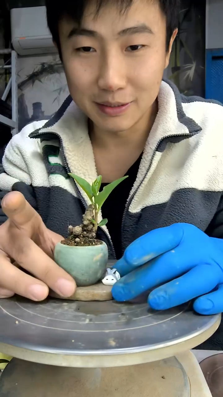 ?**?中青园艺一物一拍花218