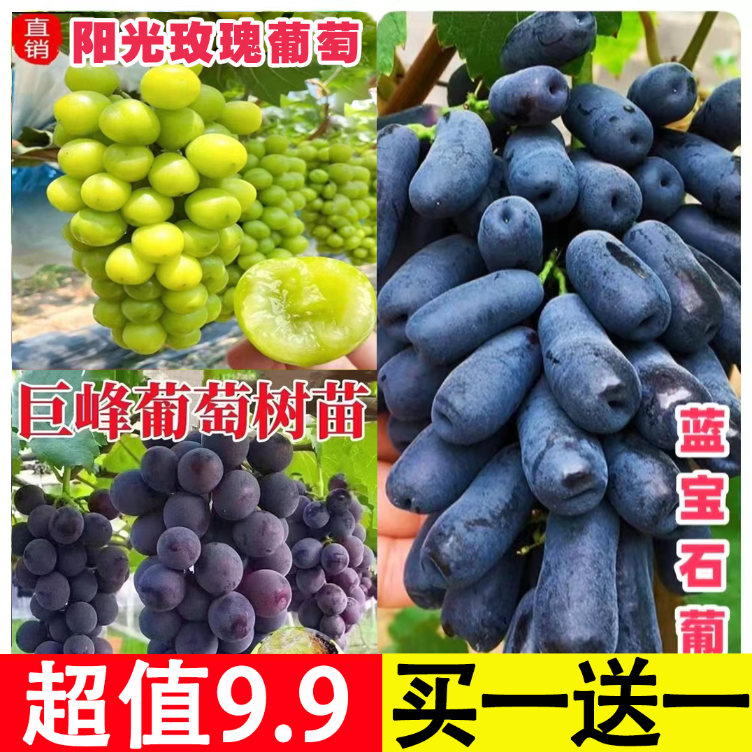 【买一送一抢！】适合南北方盆栽地栽阳光玫瑰巨峰蓝宝石葡萄树苗商品图