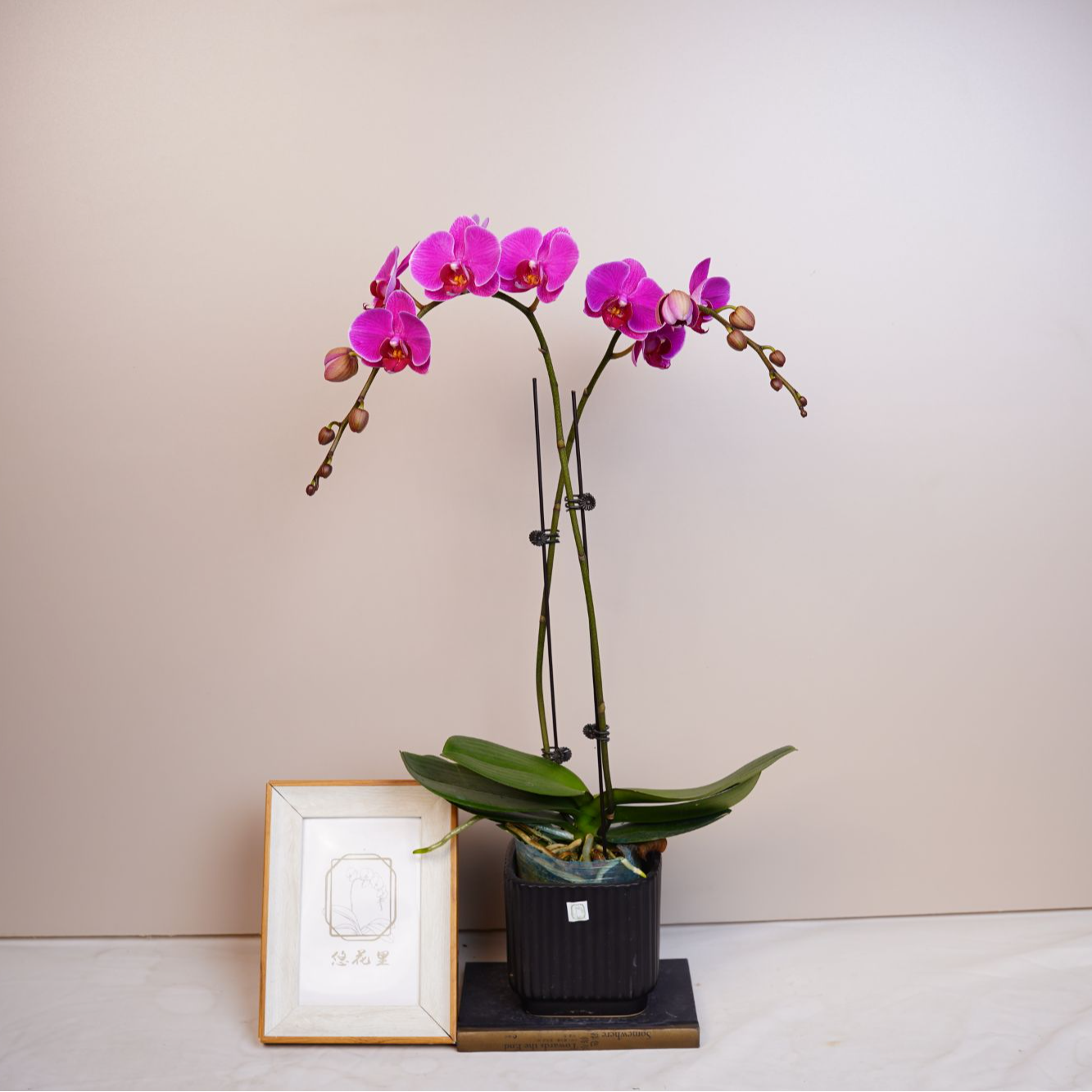 悠花里蝴蝶兰【缤纷】（3.5寸）带花带花苞开花珠发货