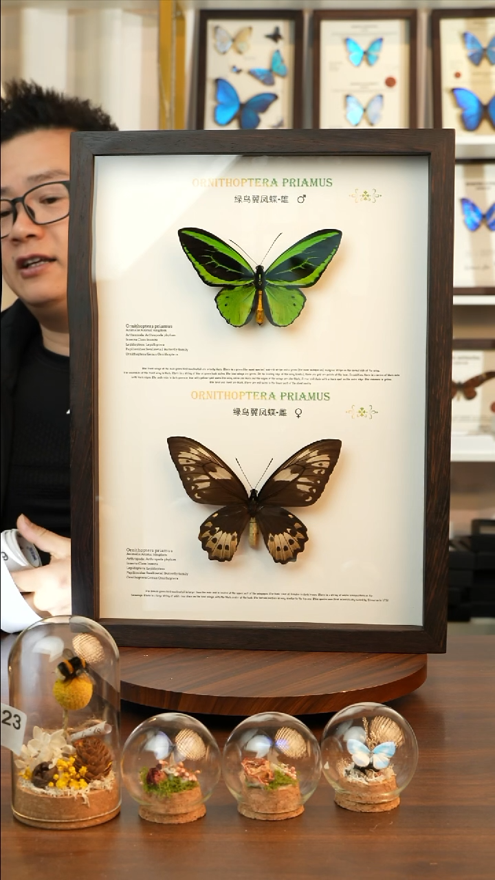 石*绿鸟翼凤蝶雌雄双蝶A３鸡翅木框A704