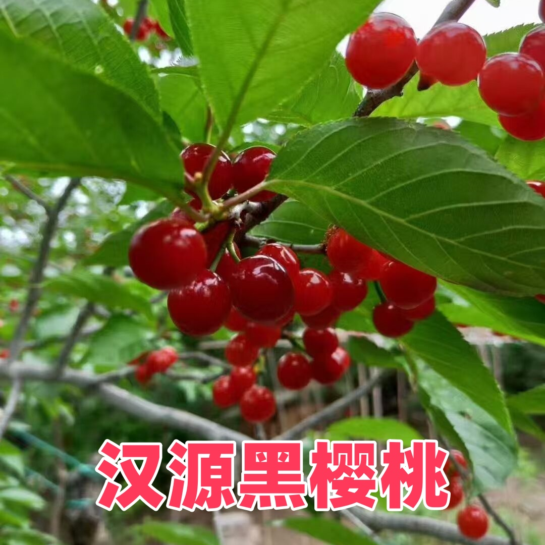 四川汉源黑樱桃 一年苗二年苗【汉源发货】
