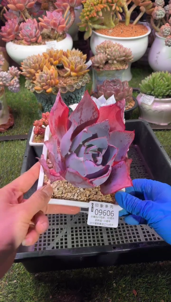 【闪购商品】09606