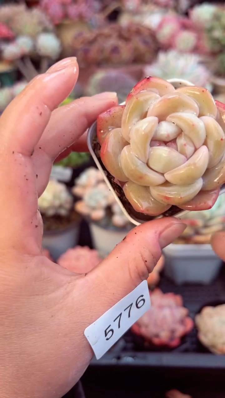 【闪购商品】5776单头多肉