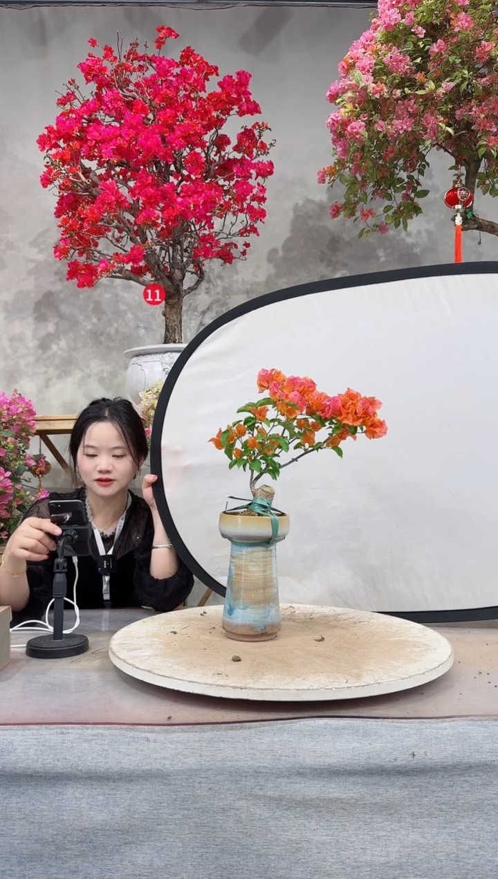 爱马仕橙三角梅    